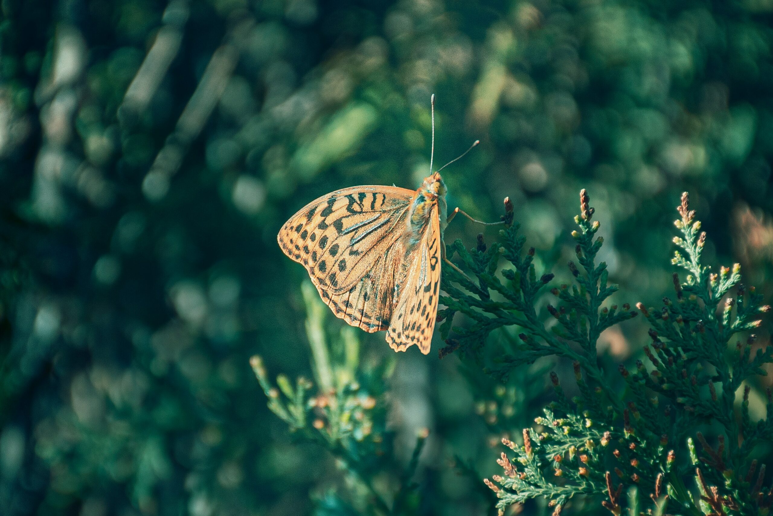 The Butterfly Effect: How Small Actions Can Impact the Environment