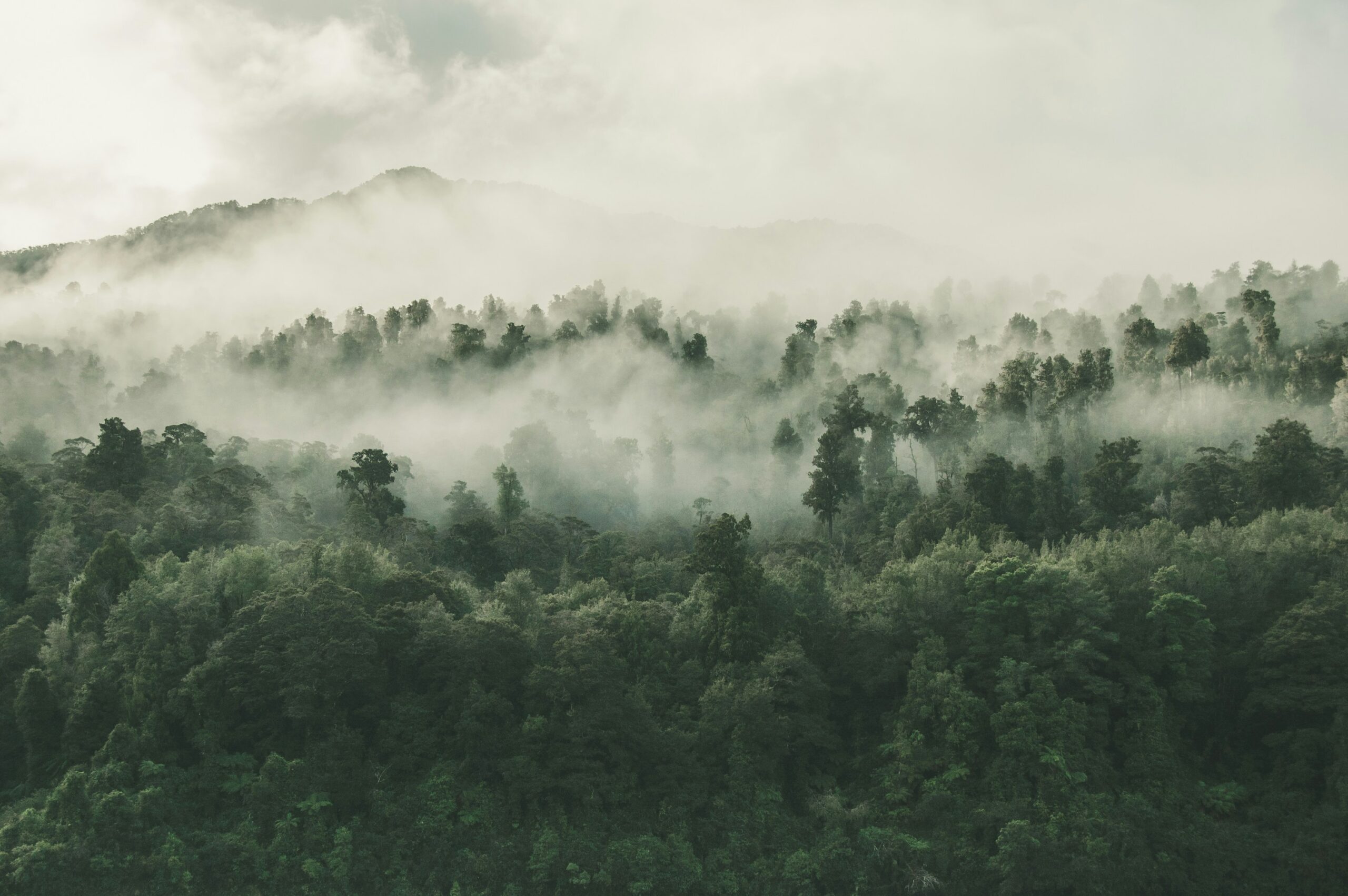 Forests as the Lungs of the Earth: Why We Must Protect Them