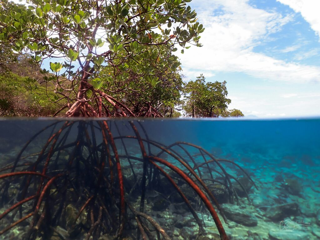 As above, so below. Mangroves