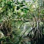 Mangroves: Coastal Guardians and a Key Player in Combating Climate Change
