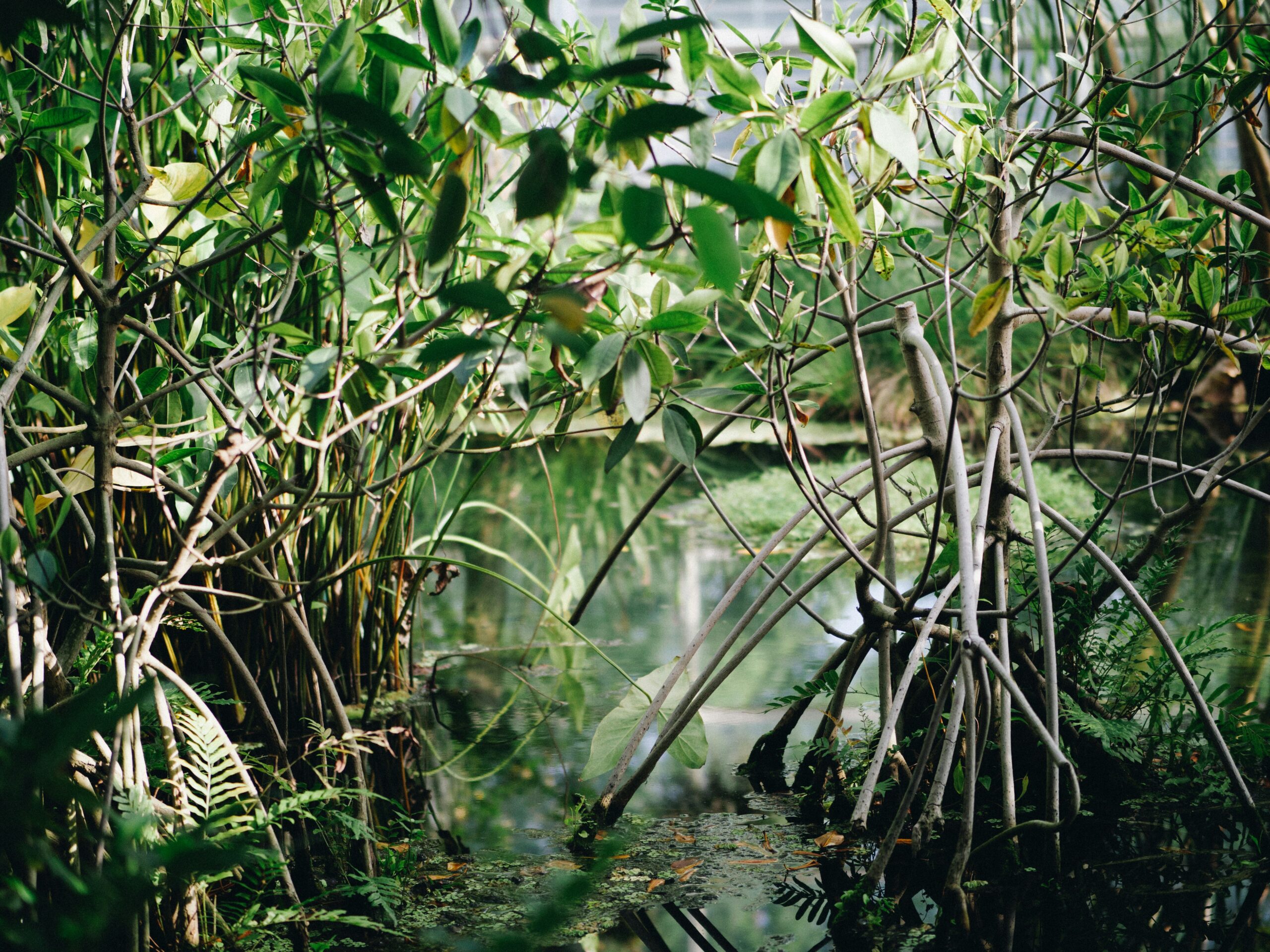 Mangroves: Coastal Guardians and a Key Player in Combating Climate Change