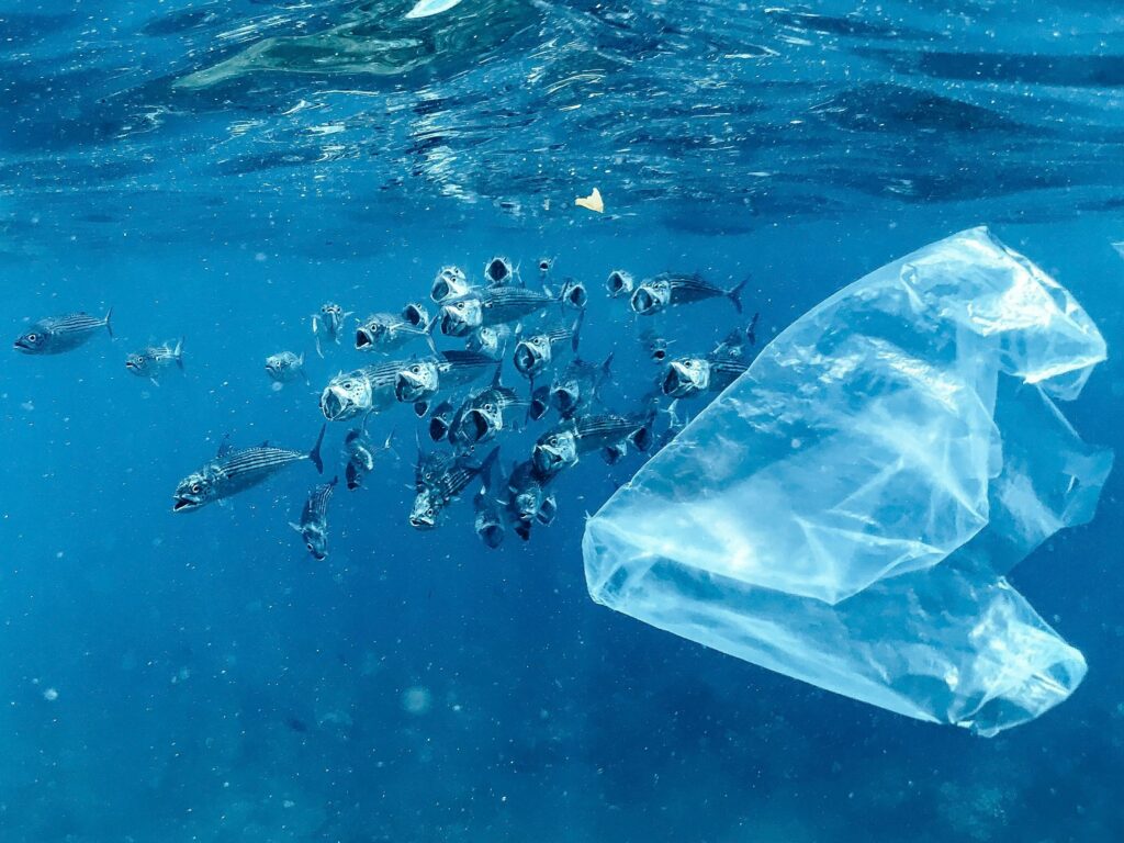 A shoal of Striped Mackerel filter feeding amongst loads of plastic waste